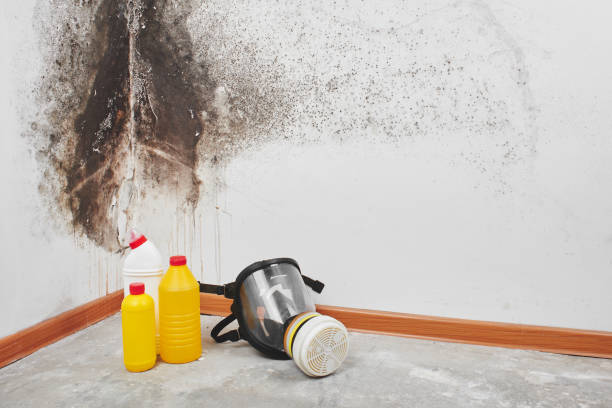 Best Mold Testing  in Murray, UT