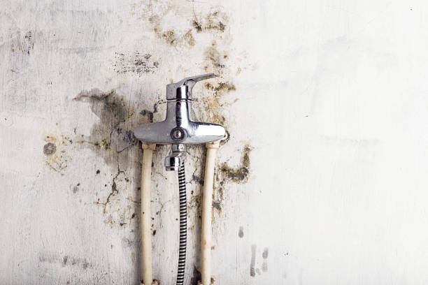Best Mold Cleaning Services  in Murray, UT