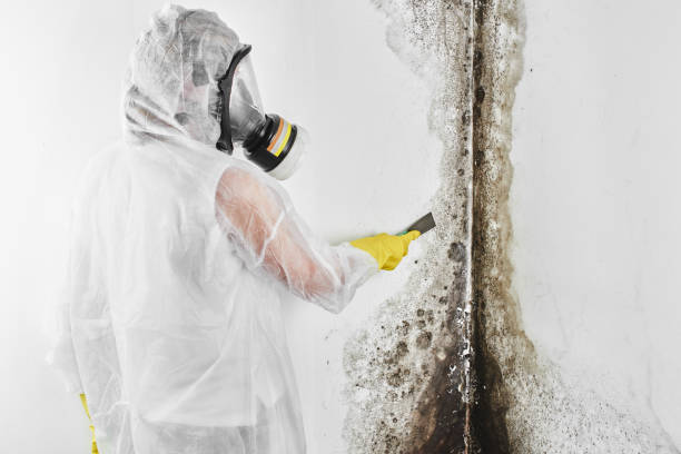 Best Commercial Mold Removal  in Murray, UT