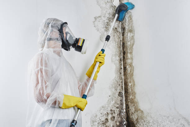 Best Certified Mold Removal  in Murray, UT