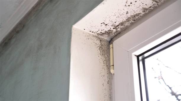 Mold Removal Process in Murray, UT
