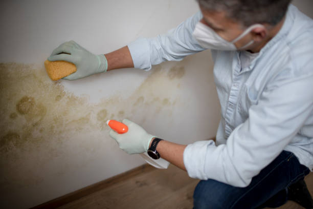 Best Crawl Space Mold Removal  in Murray, UT