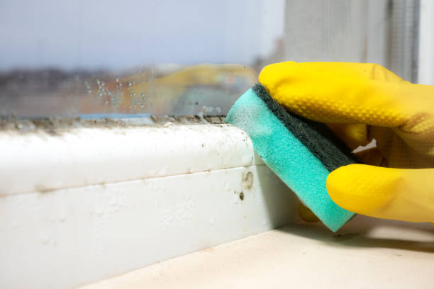 Best Local Mold Removal Service  in Murray, UT