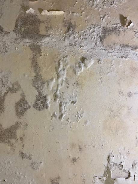 Mold Testing and Removal in Murray, UT