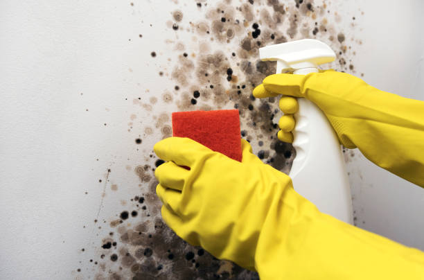 Best Emergency Mold Removal  in Murray, UT