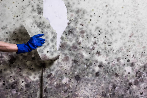 Best Mold Remediation  in Murray, UT