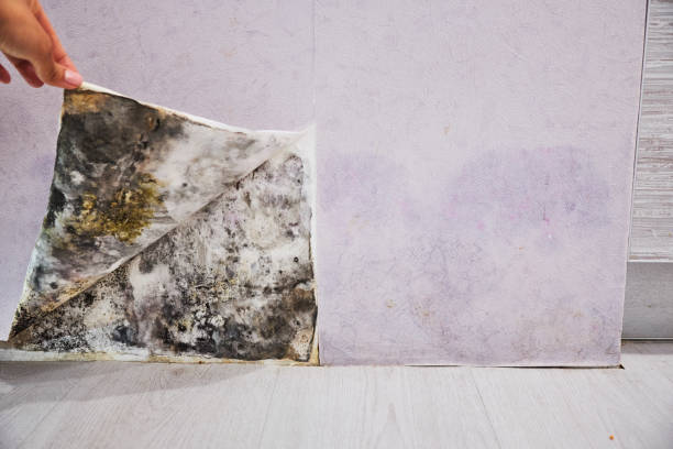 Best Mold Testing and Removal  in Murray, UT
